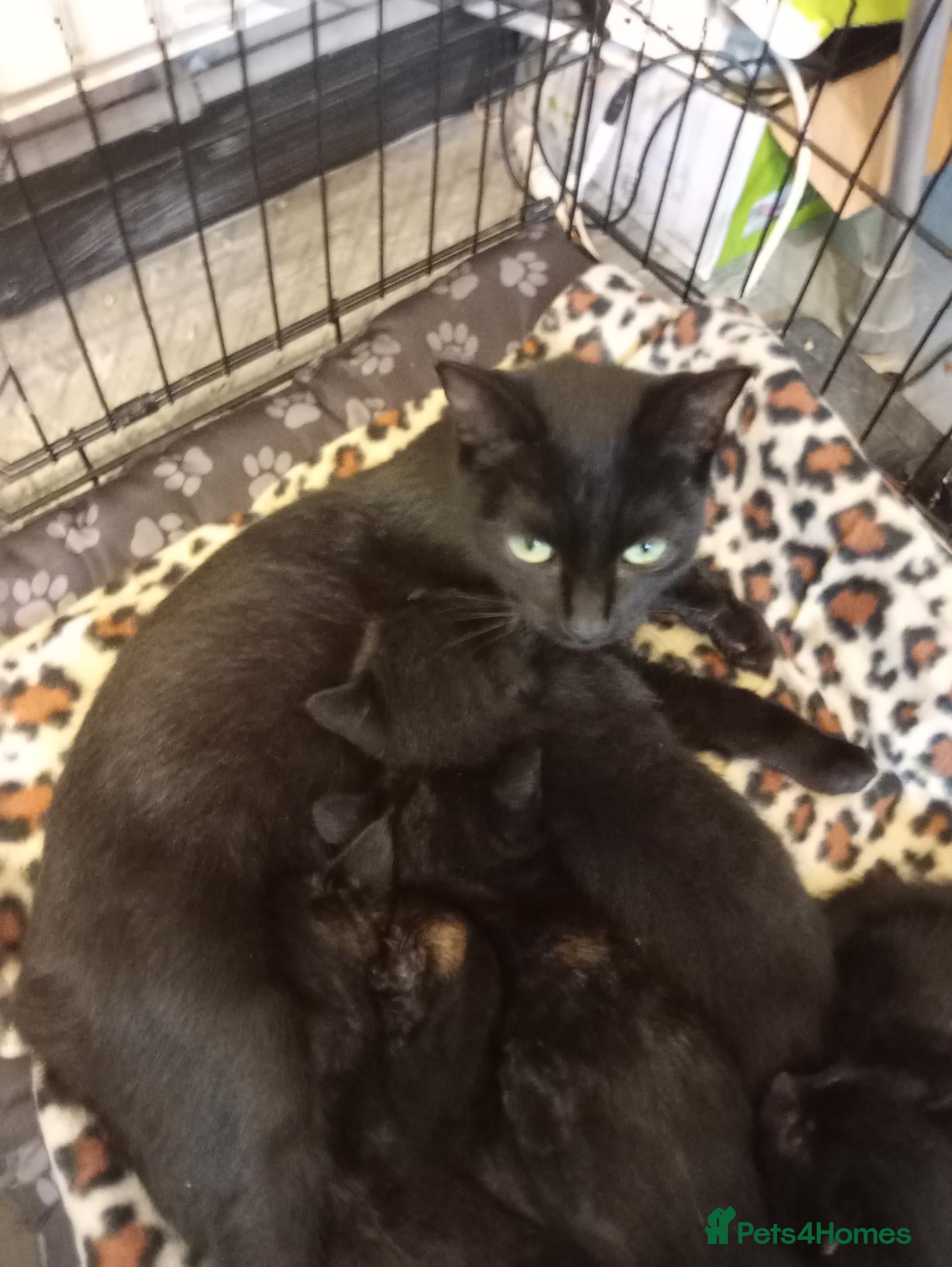 Mixed Breed cats for sale: 3 tortoise shell female kittens - Advert 7