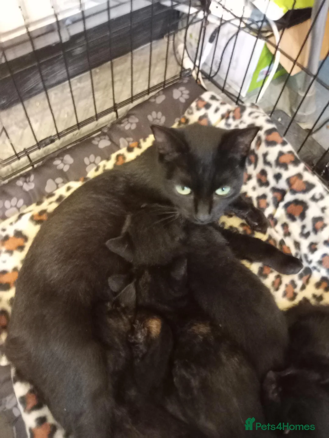 Mixed Breed cats for sale: 3 tortoise shell female kittens - Advert 1