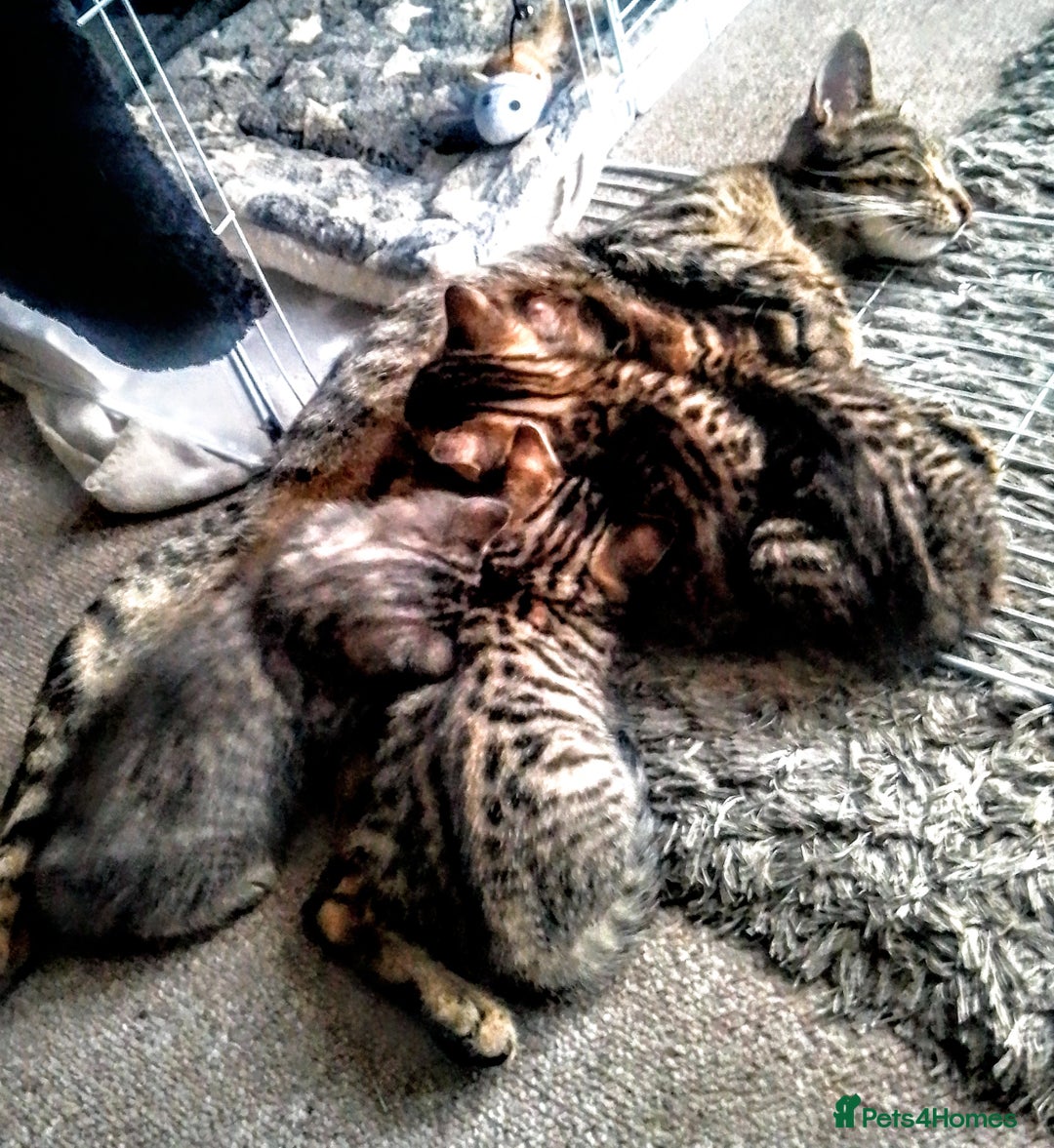 Bengal cats for sale: Mixed bengal litter  - Advert 1