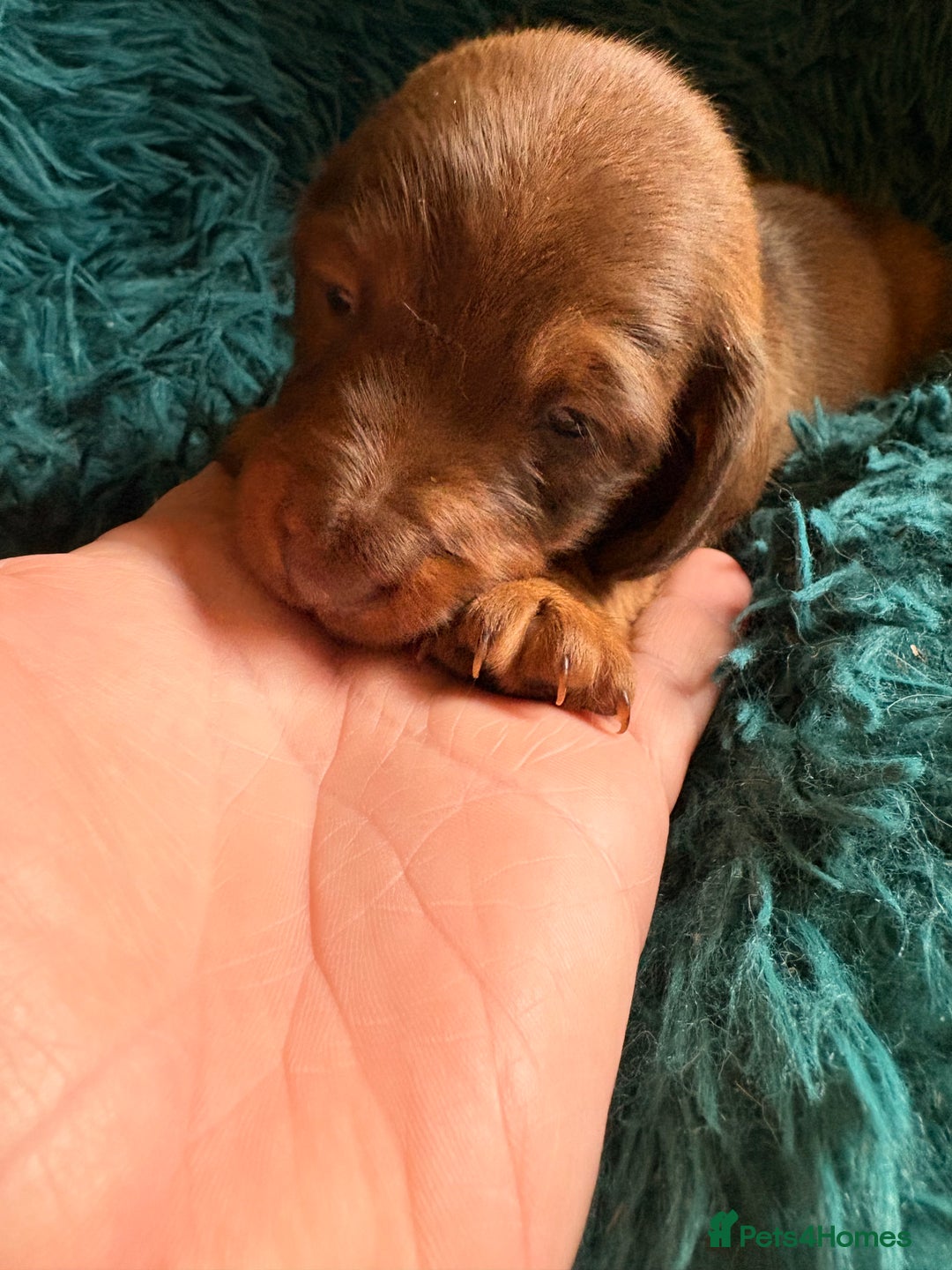 Dachshund dogs for sale: Miniature Smooth Haired Dachshunds  - Advert 7