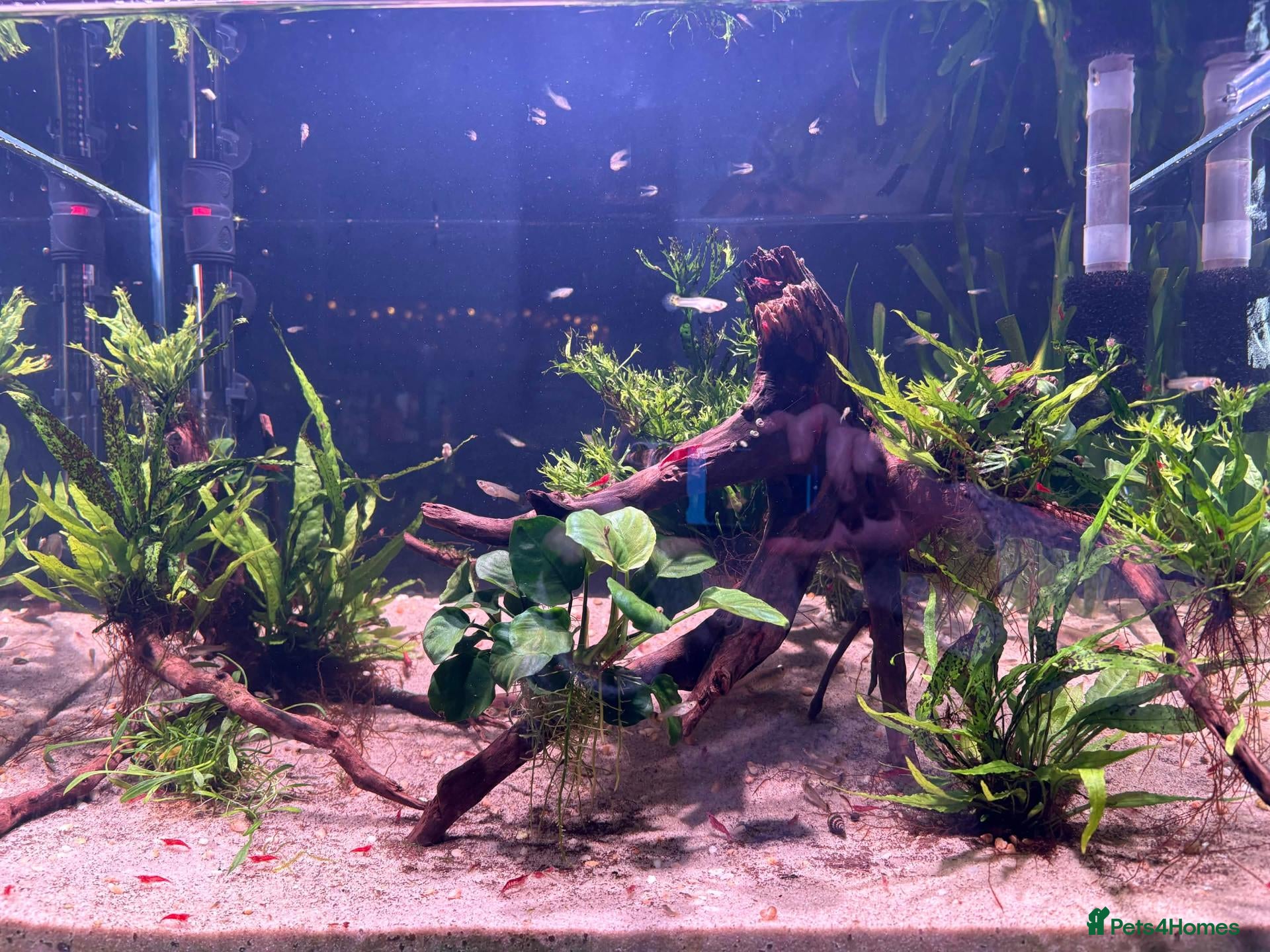 Live Bearers fish 4 Adult Female Guppies + Many Various Age Fry - Advert 1