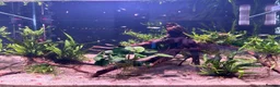 Live Bearers fish for sale: 4 Adult Female Guppies + Many Various Age Fry in Stone - Advert 1