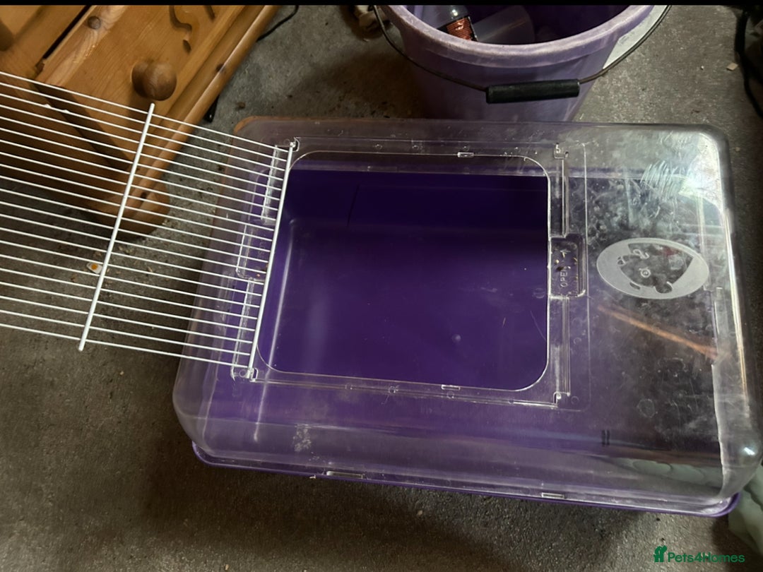 Hamster rodents for sale: Full hamster/mouse cage and setup  - Image 2
