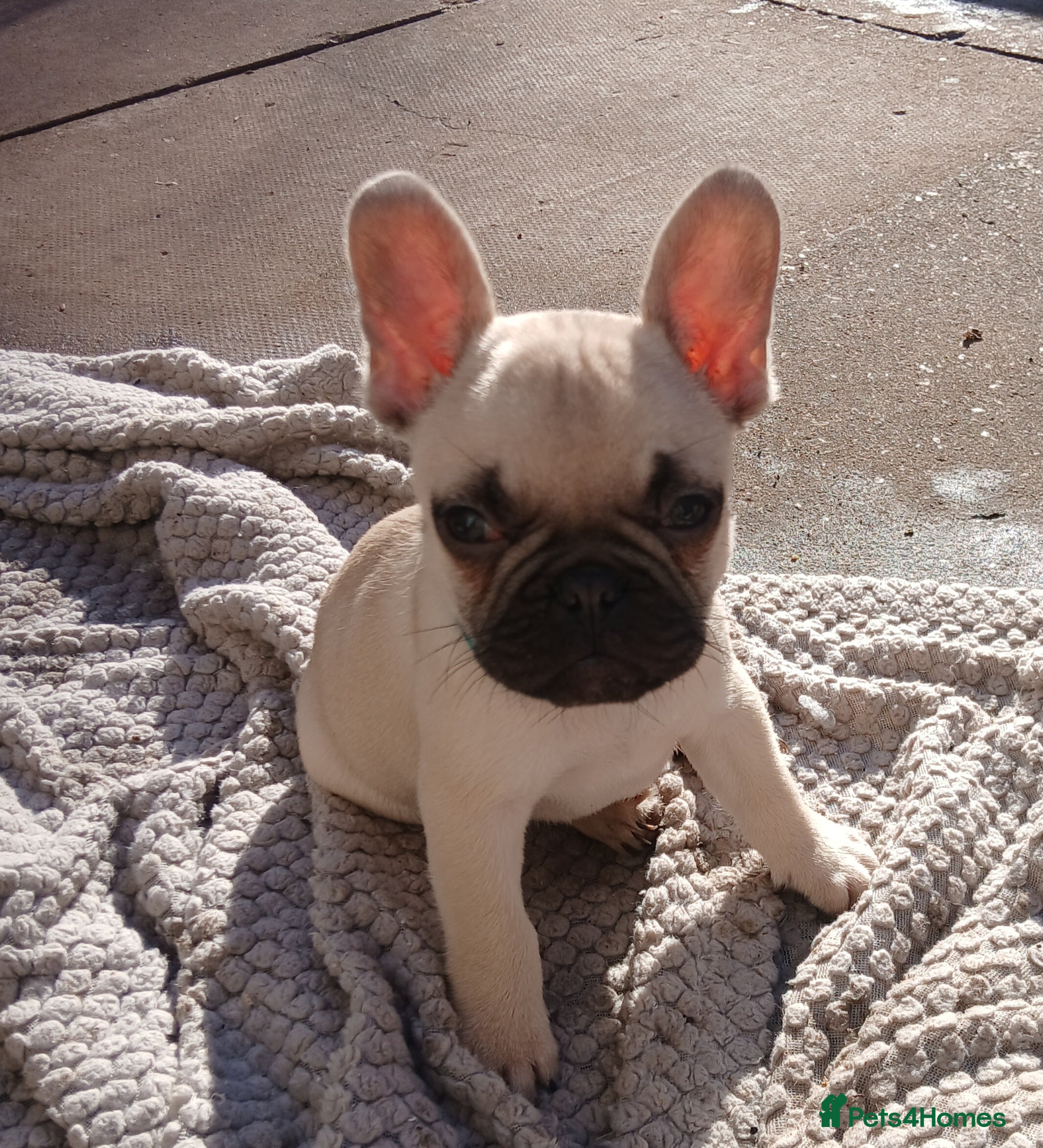 French Bulldog dogs Gorgeous frenchie pups - Advert 5