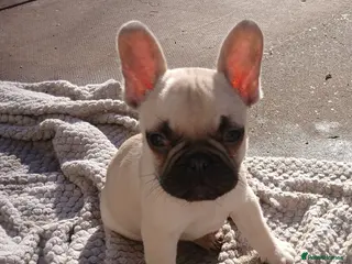 French Bulldog dogs Gorgeous frenchie pups - Advert 5