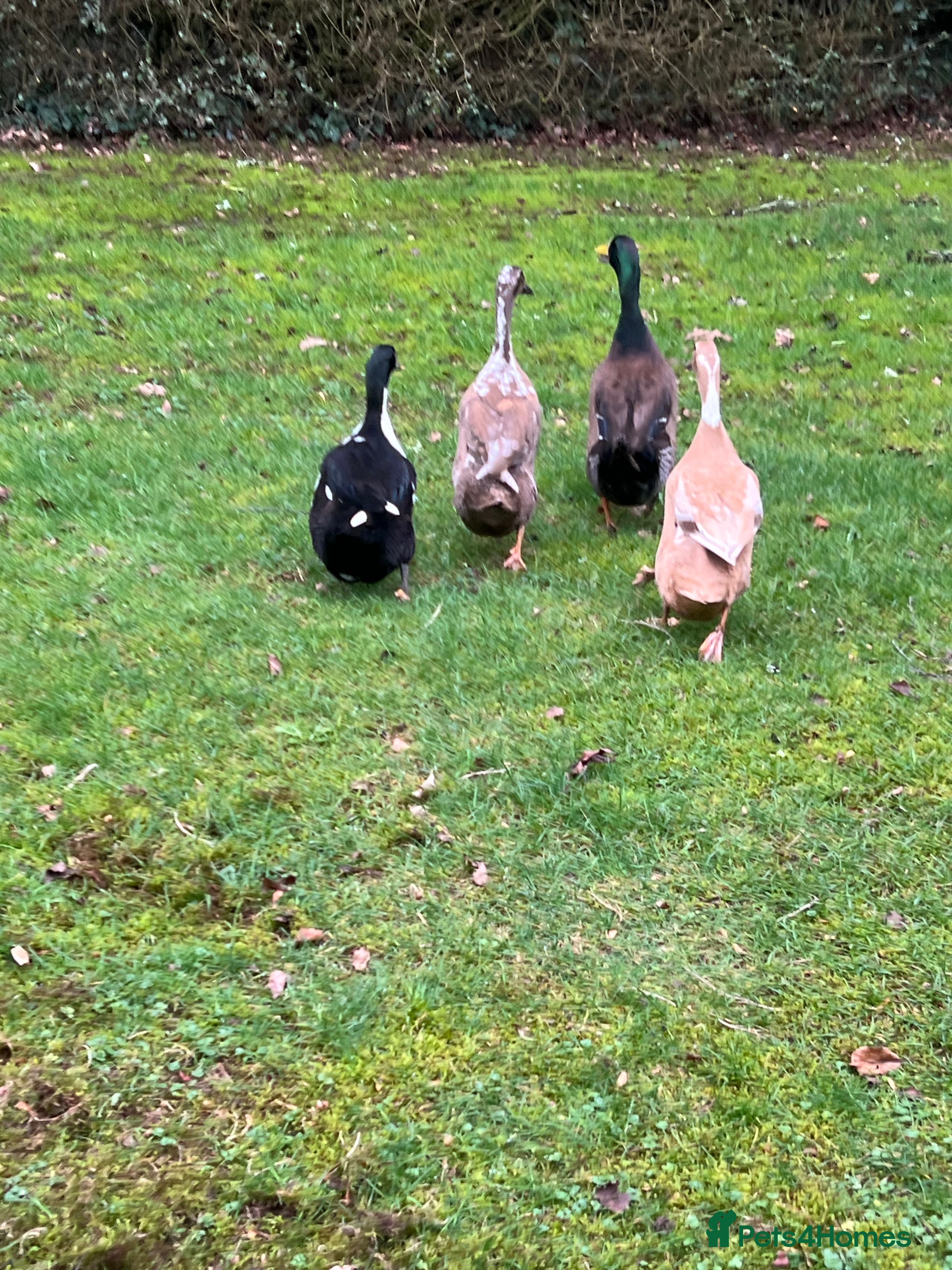 Mixed Breed poultry Adult Ducks - Advert 21