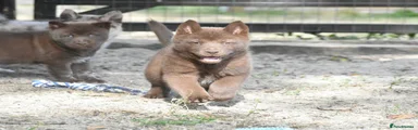 Chocolate female 7