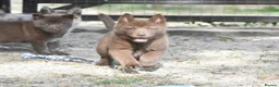 Chow Chow dogs for sale: Genuine chowski puppies  - Advert 23