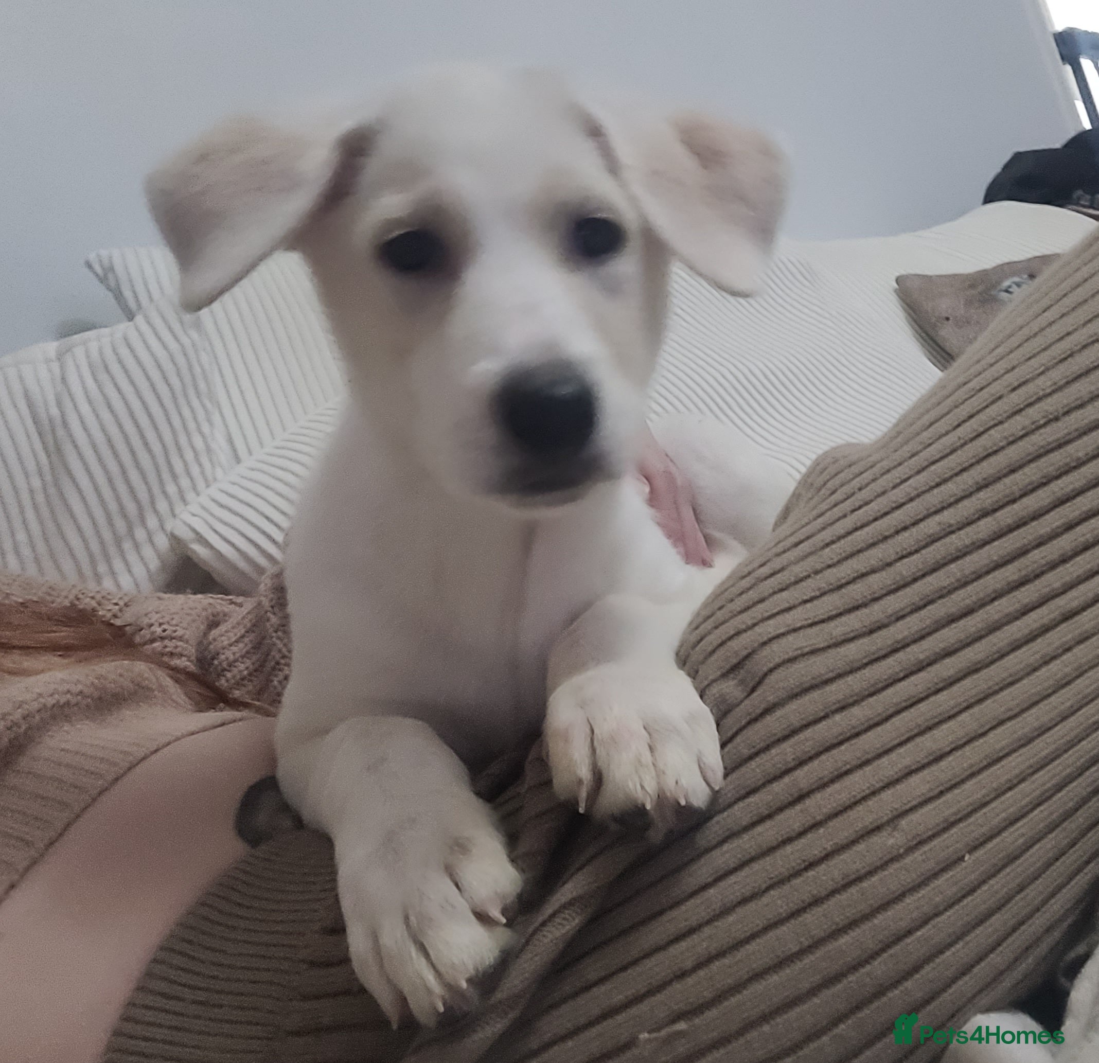 Mixed Breed dogs Golden shepherd - Advert 1