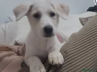 Mixed Breed dogs Golden shepherd - Advert 4