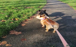 French Bulldog dogs for adoption: ❤️DORIS-LITTLE FRENCHIE GIRL WITH BIG PERSONALITY - Advert 14