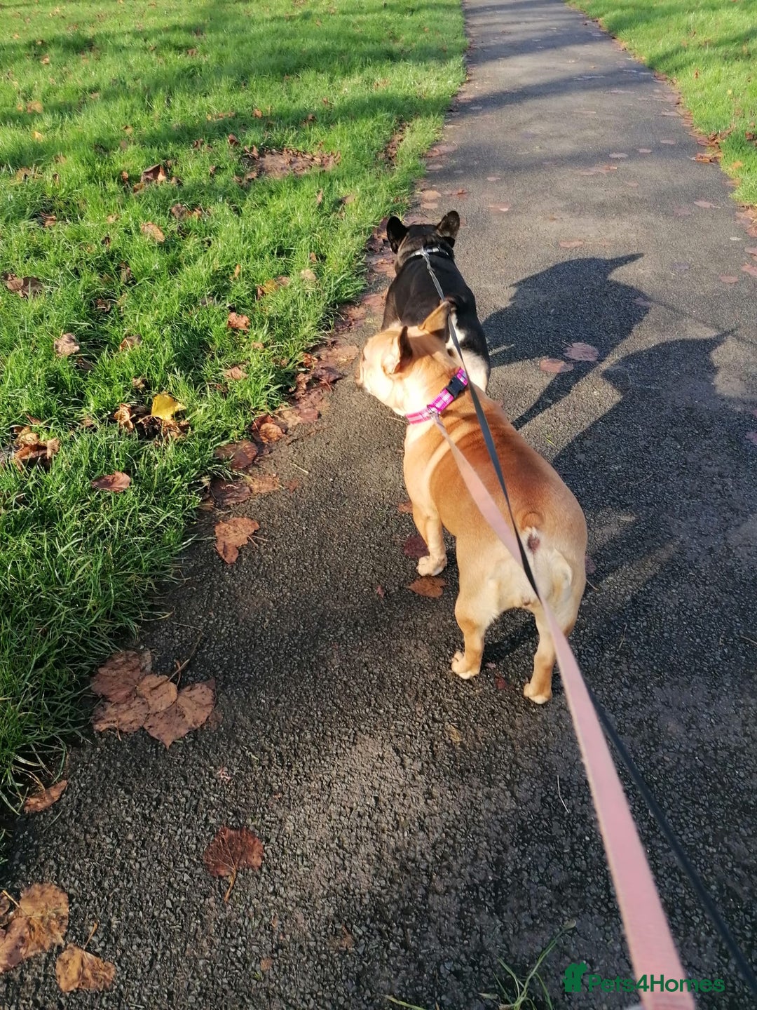 French Bulldog dogs for adoption: ❤️DORIS-LITTLE FRENCHIE GIRL WITH BIG PERSONALITY - Advert 14