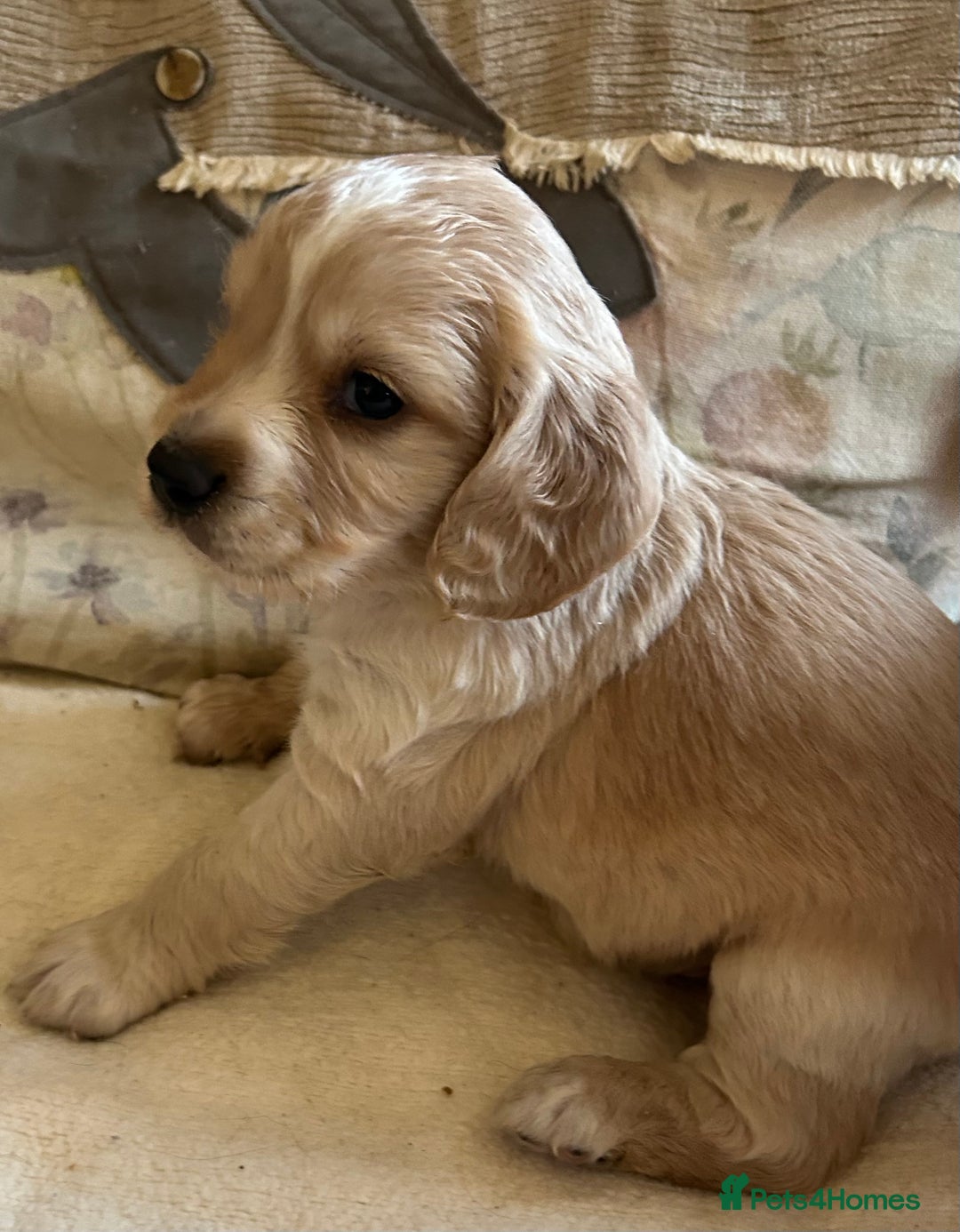Cocker Spaniel dogs for sale: STUNNING WORKING COCKER SPANIEL PUPS - Advert 22