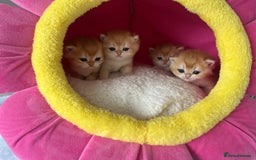 British Shorthair cats for sale: British Shorthair NY12 Kittens  - Image 4