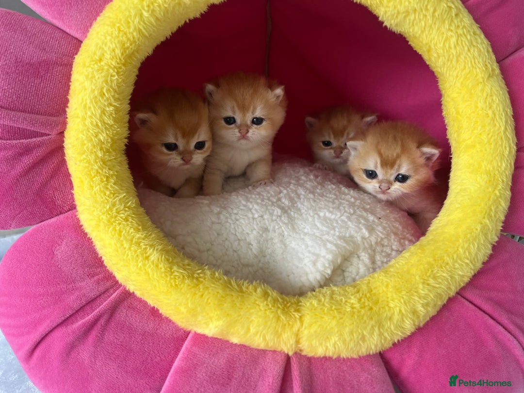 British Shorthair cats for sale: British Shorthair NY12 Kittens  - Image 4
