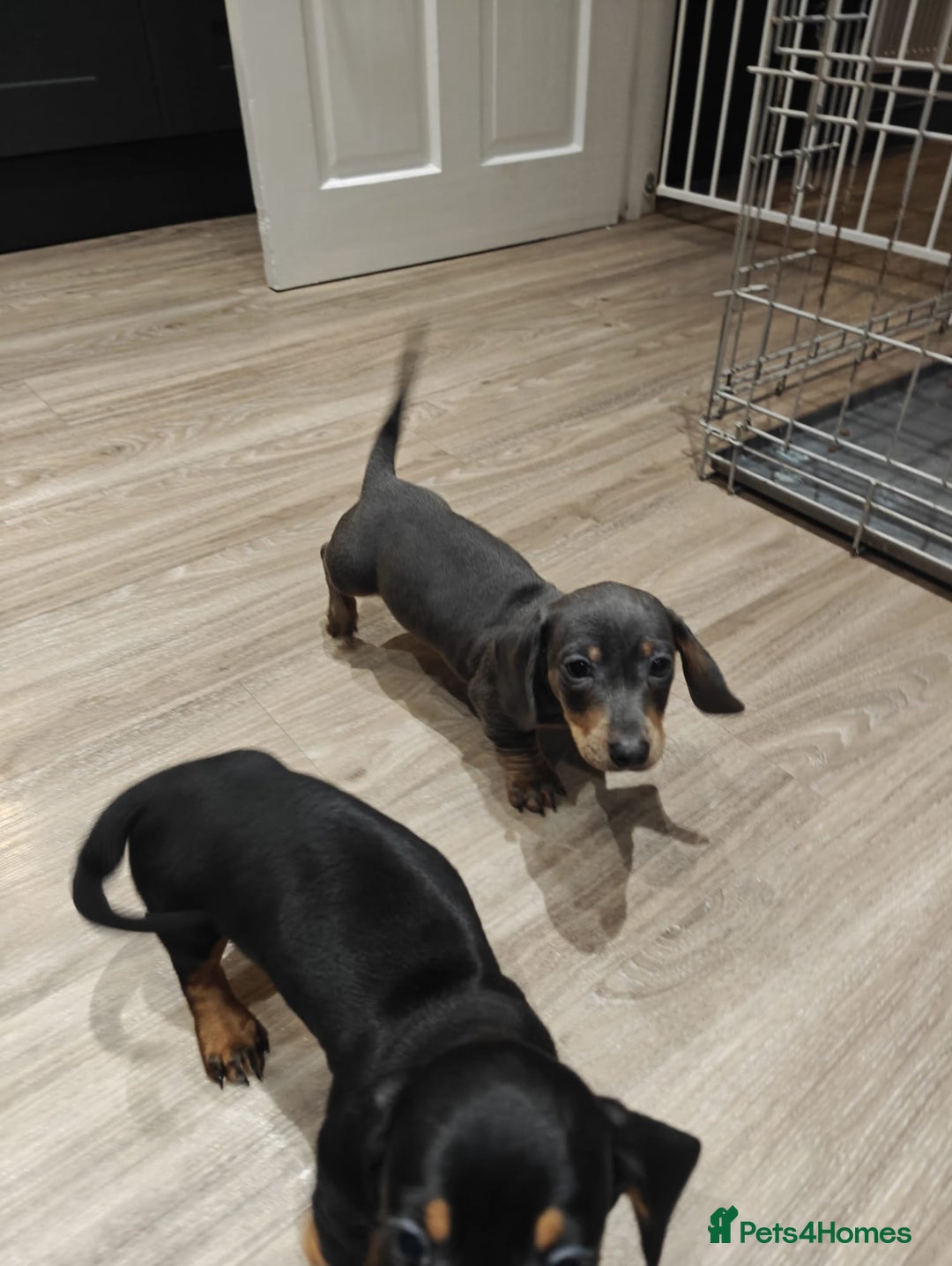 Miniature Dachshund dogs for sale: KC Miniature Shorthaired Dachshund puppy - Advert 4