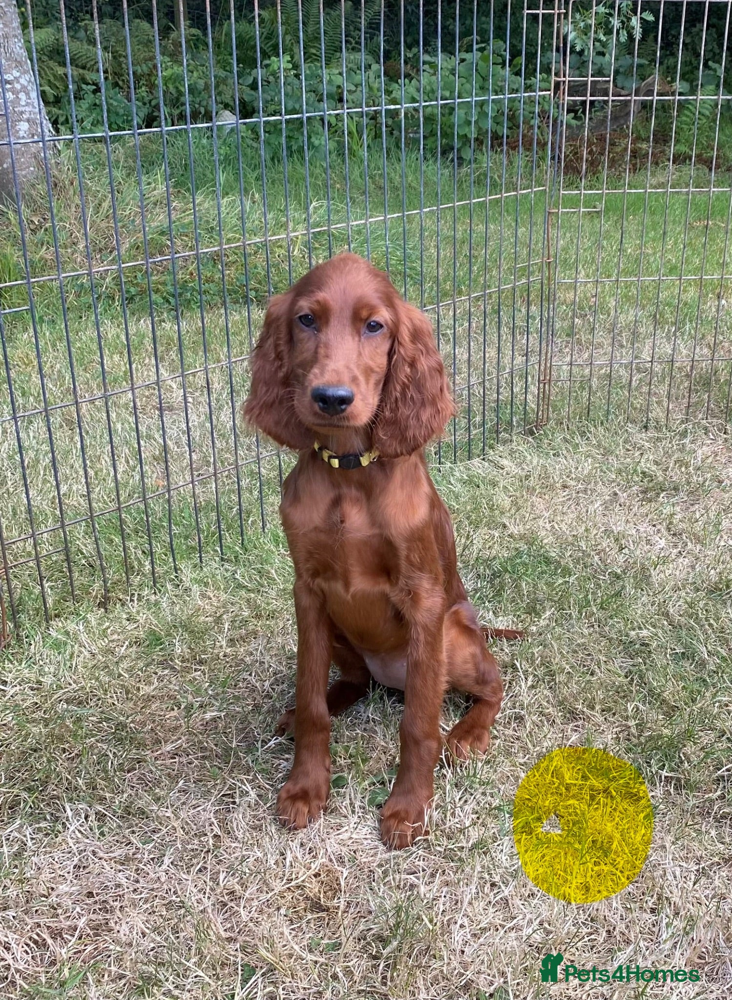 Irish Setter dogs Irish Setter Puppies - One Boy and Two Girls. - Advert 1