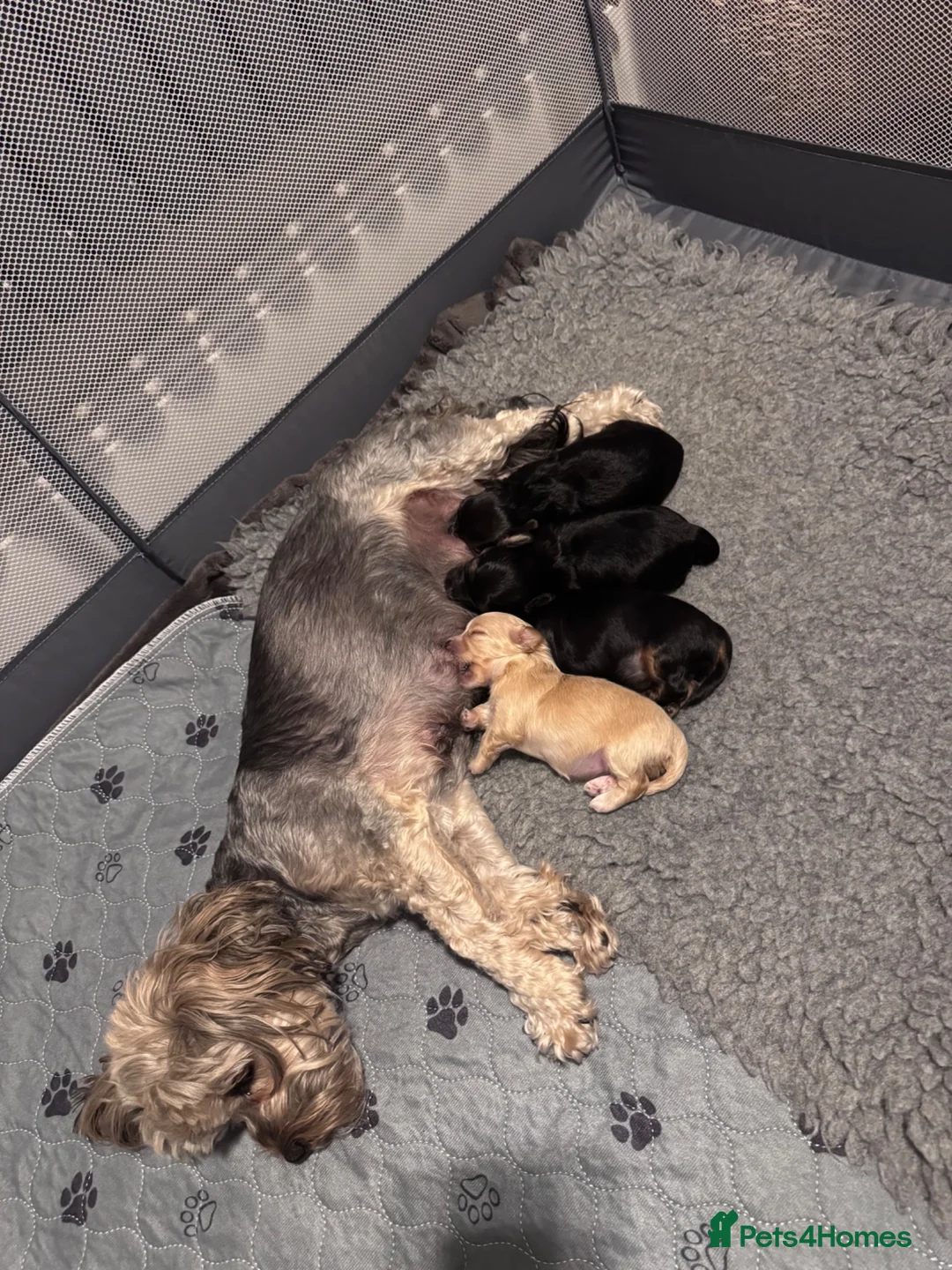 Morkie dogs for sale: Gorgeous Morkie Puppies  - Advert 2