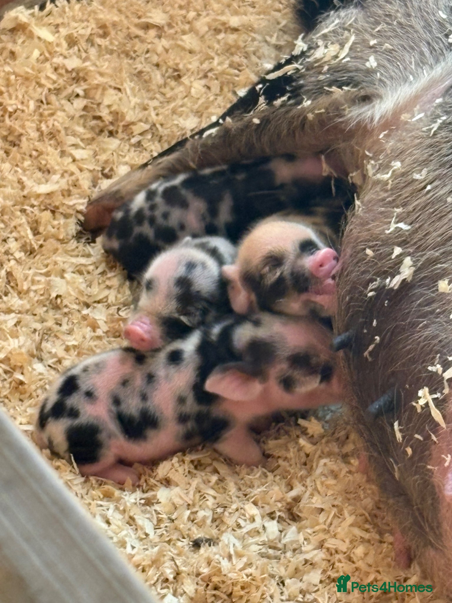 Pig livestock Juliana piglets for sale - Advert 18