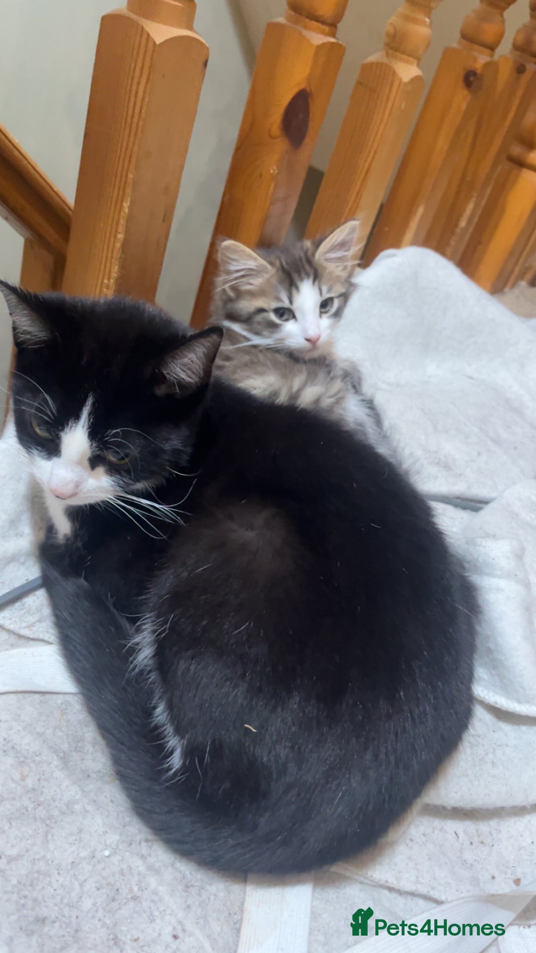 British Longhair cats for sale: Female kitten aged 11 weeks - Advert 1