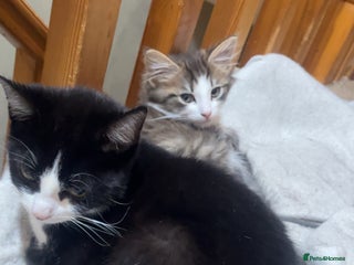 British Longhair cats Female kitten aged 11 weeks - Advert 2