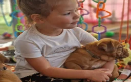 Dogue De Bordeaux dogs for sale: Dogue de Bordeaux puppies  - Advert 6