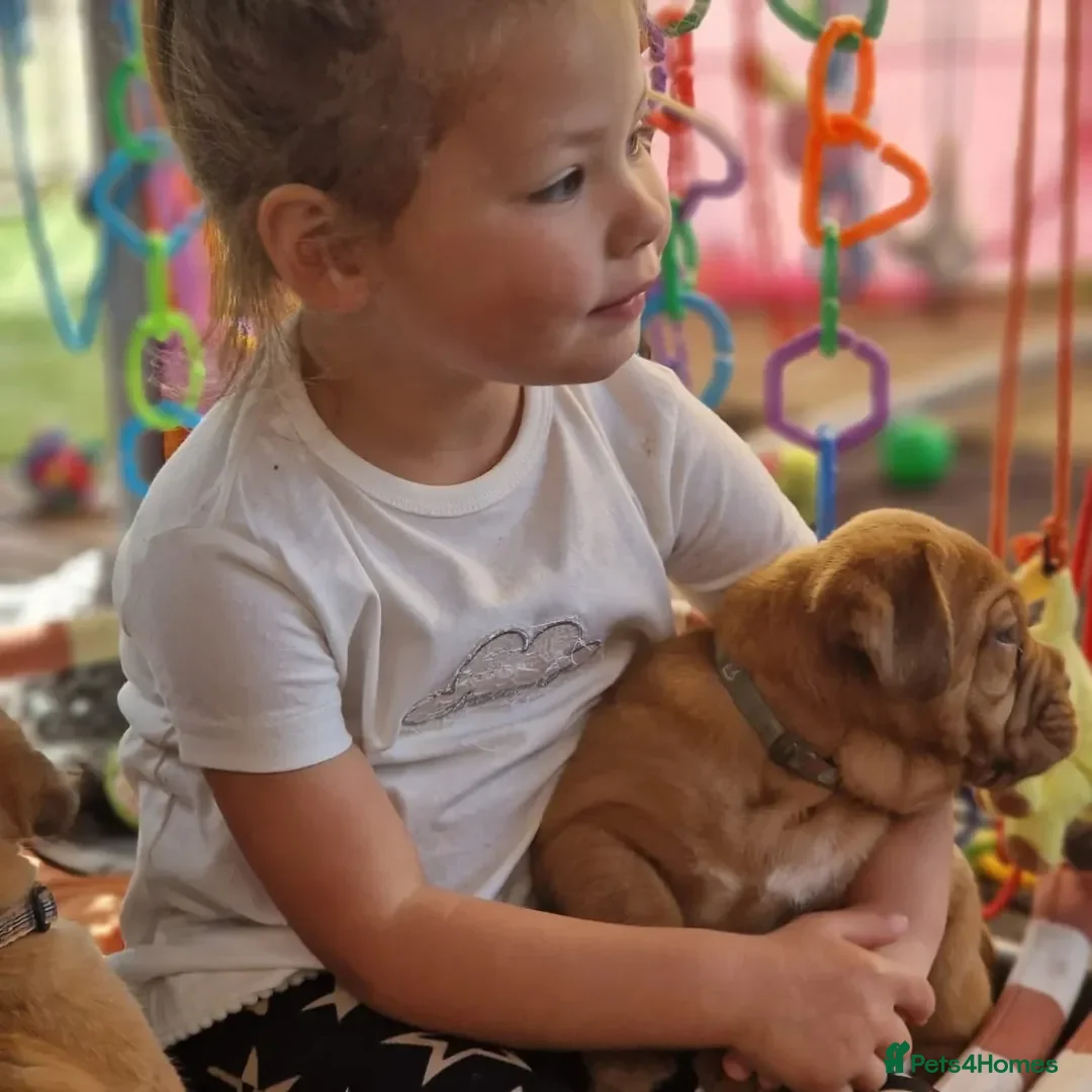 Dogue De Bordeaux dogs for sale: Dogue de Bordeaux puppies  - Advert 6