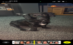 Mixed Breed dogs for sale: 7 Month old Corgipoo - Advert 5