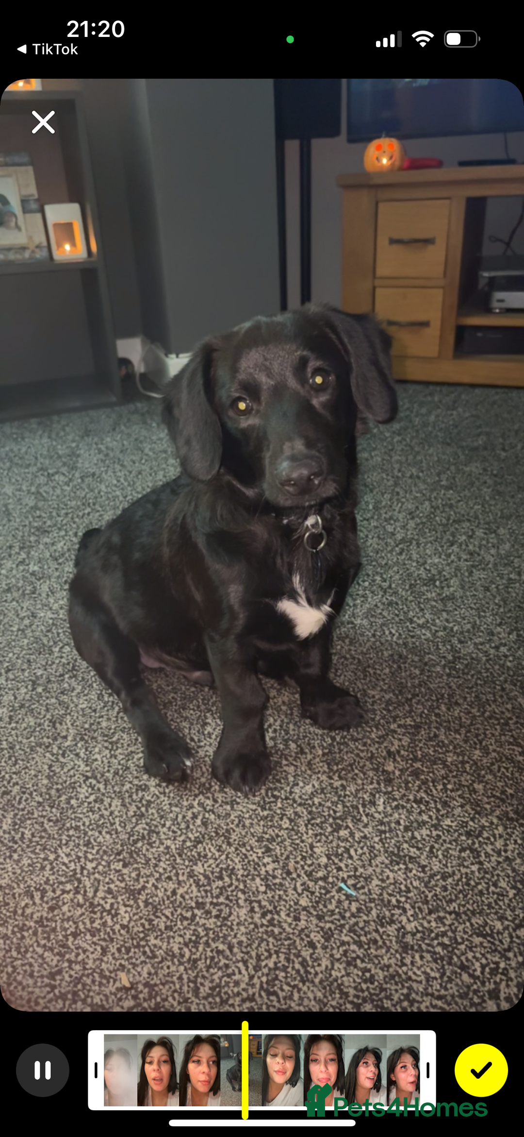 Mixed Breed dogs for sale: 7 Month old Corgipoo - Advert 5