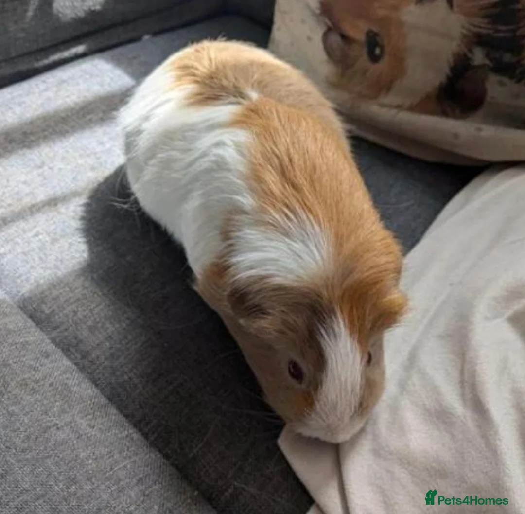Guinea Pig rodents for sale: Guinea pig females  - Advert 2