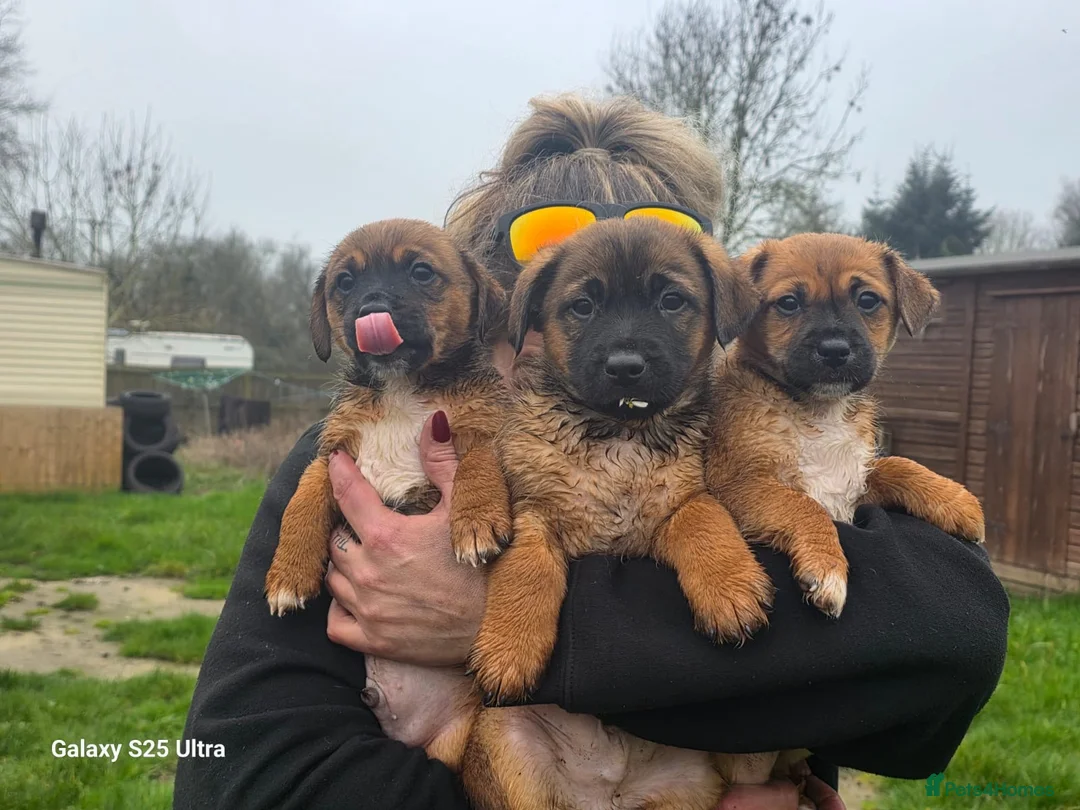 Jack Russell dogs for sale: Jack Russell puppies!  - Advert 2