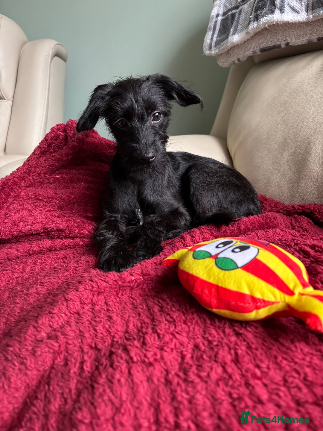 Mixed Breed dogs for sale: Bed Italian greyhound x miniature poodle  - Advert 9