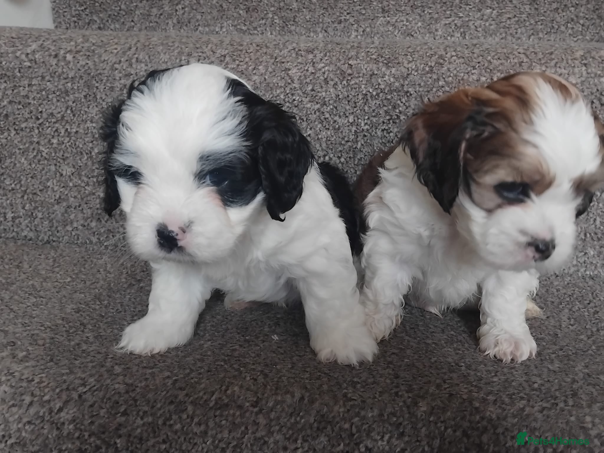 Mixed Breed dogs Lhasa apso - Advert 9