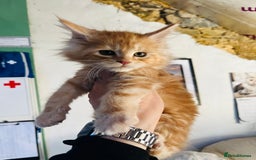 Maine Coon cats for sale: TICA registered, pedigree maine coon kittens  - Image 6