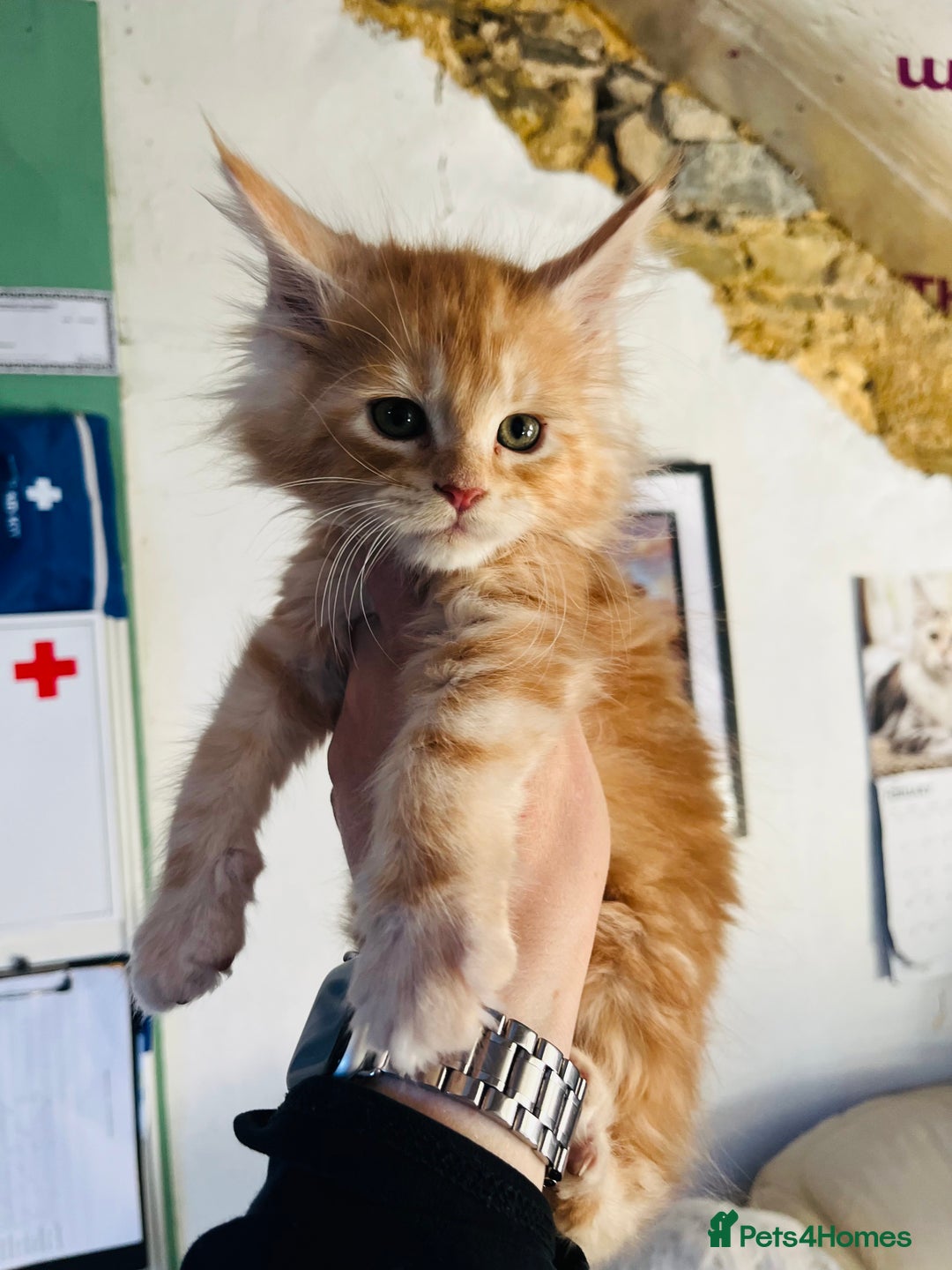 Maine Coon cats for sale: TICA registered, pedigree maine coon kittens  - Image 6