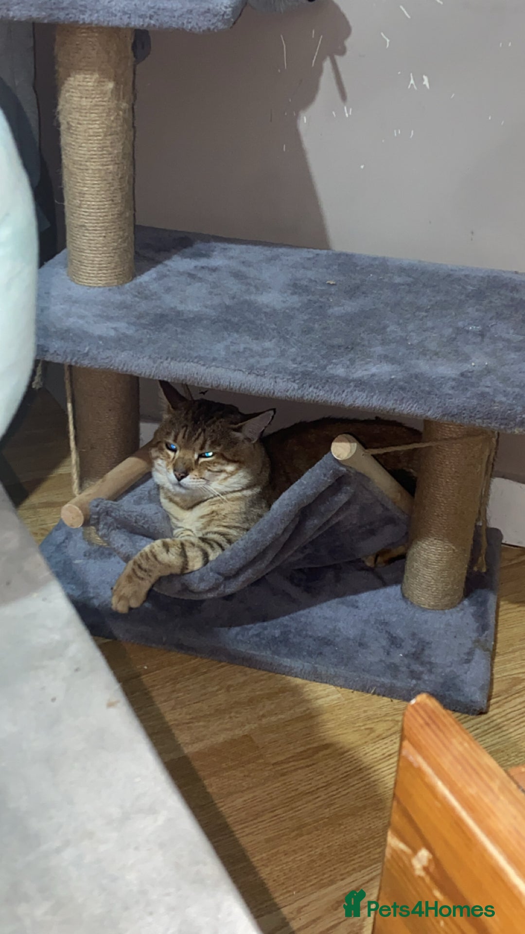 Bengal cats for sale: Male bengal - Image 1
