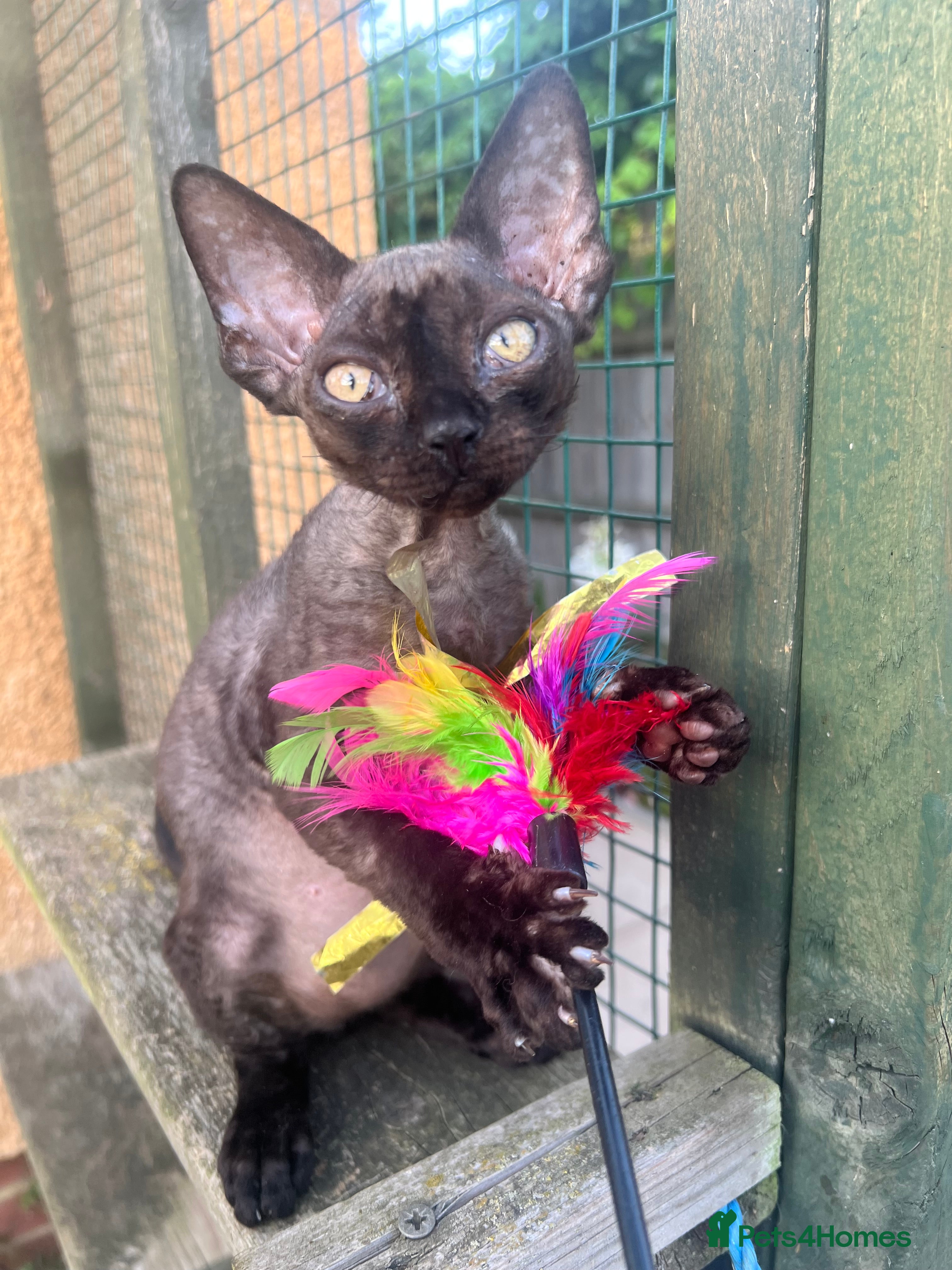 Devon Rex cats Affectionate Devon Rex kittens - Advert 2
