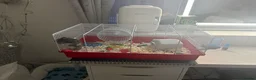 Hamster rodents for sale: Lot long got it Syrian hamster need gone no room - Advert 3