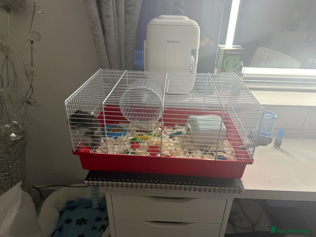 Hamster rodents for sale: Lot long got it Syrian hamster need gone no room - Advert 3