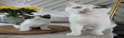 Mixed Breed cats for sale: Kitten ready for new home  - Advert 5