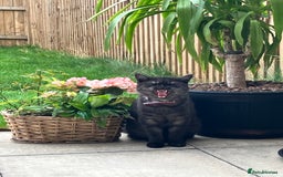 British Shorthair cats for sale: British Shorthair for free !  - Image 4