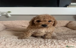 Cockapoo dogs for sale: stunning litter of cockapoo puppies  - Image 17
