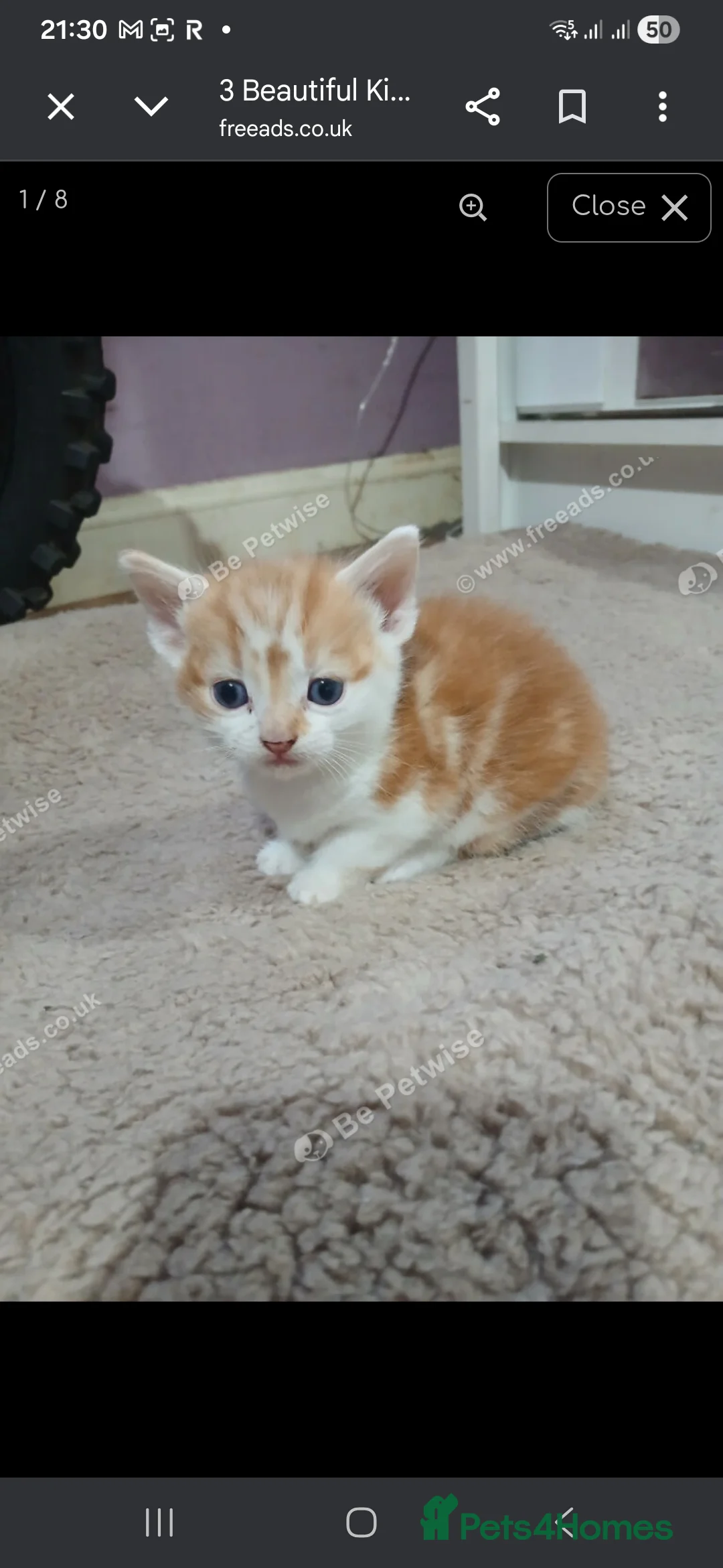Mixed Breed cats for sale: Beautiful kittens - Advert 3