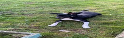Mixed Breed dogs for sale: Urgent home needed as change of circumstances - Advert 4