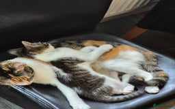 Mixed Breed cats for sale: 2 beautiful male kittens  - Image 3
