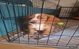 Mixed Breed dogs for sale: Cockalier, Springer Spaniel looking for a new home - Image 12