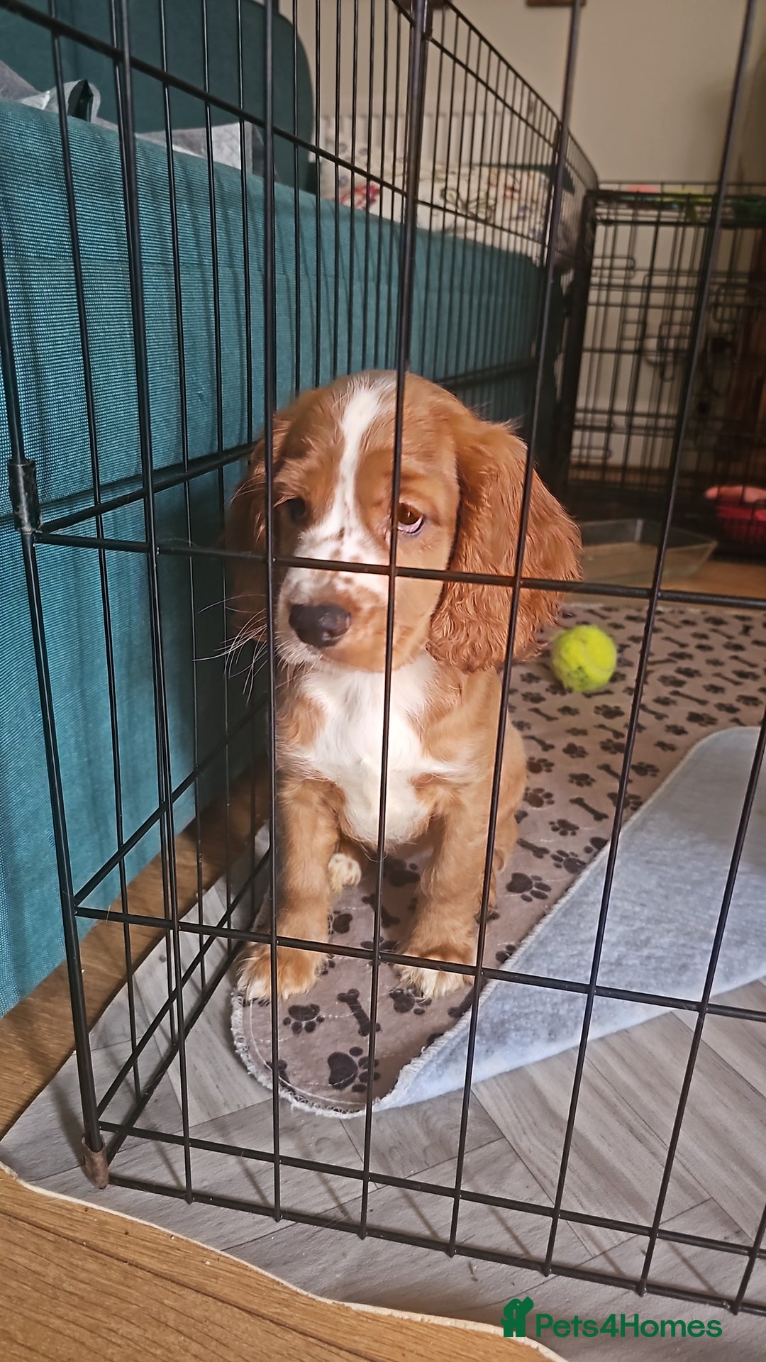 Mixed Breed dogs for sale: Cockalier, Springer Spaniel looking for a new home - Image 12