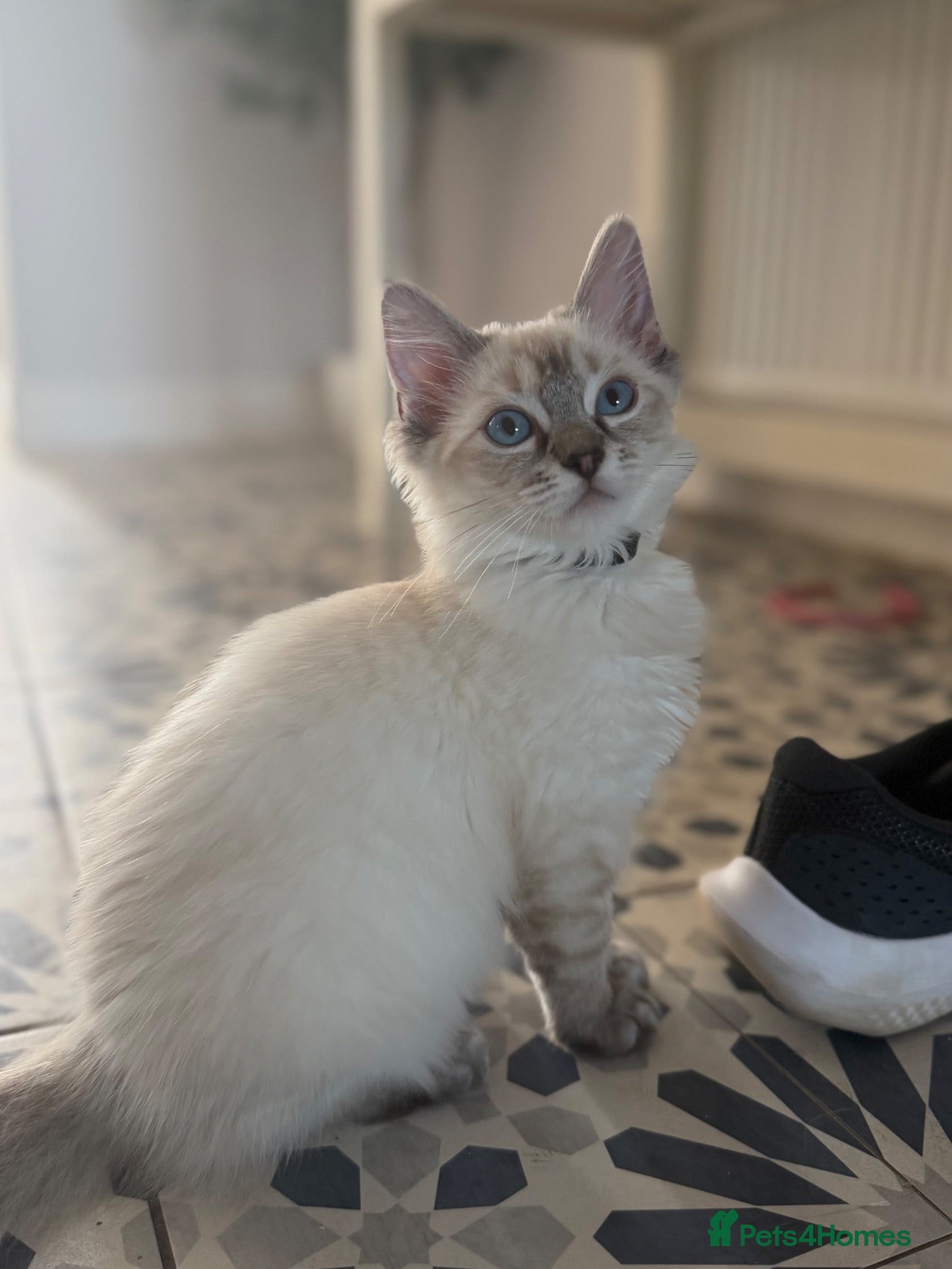 Ragdoll cats 💖 Stunning Ragdoll Kittens GCCF READY NOW (Girl) - Advert 1