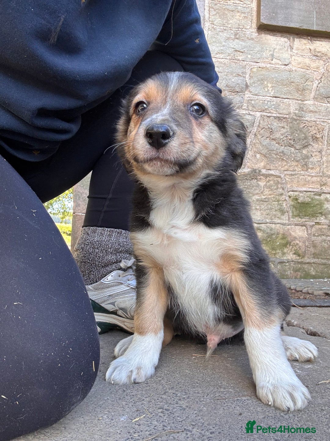 Border Collie dogs for sale: Lovely Border collie pups - ONLY ONE LEFT - Image 24