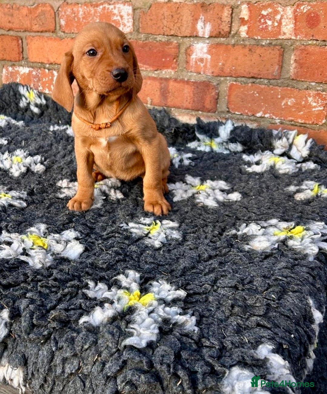 Mixed Breed dogs for sale: Stunning quality Vizslador puppies  - Advert 21